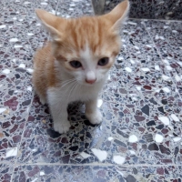 Çokk oyun..