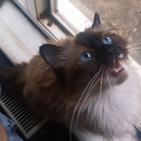 Ragdoll l..