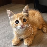 SASHA YUVA ARIYOR