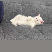 2.5 aylık..