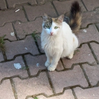 Geçici Kedi Bakımı