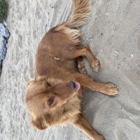 🐾 GÜZEL..
