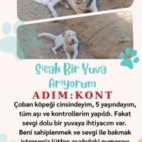 Acıl yuva..