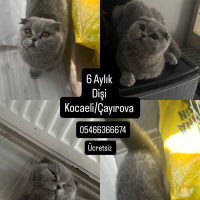 Külkedisi..