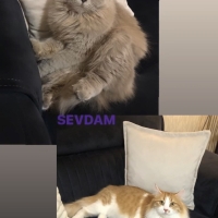 Erkek ve..