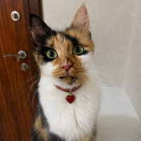 Şans Kedi..