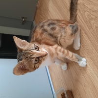 Calico Ci..
