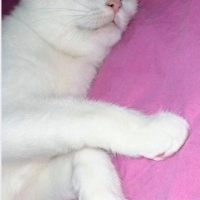 Pamuk yuv..