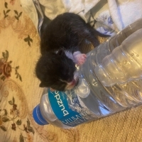 kalici yuva 3 gunluk bebek erkek kedi