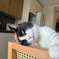 SMOKİN KEDİ ÖMÜRLÜK YUVA ARANIYOR