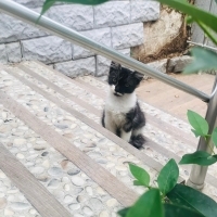 Site bahcesinde istenmiyor