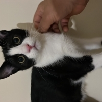 🐾 Ömürlü..