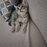 Oyincu se..