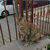 LOKMA GEÇ..