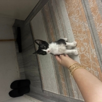 Fiko için ömürlük yuva arıyoruz