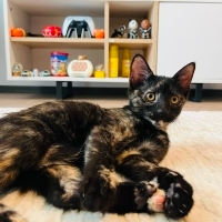 Yavru kedi kömür yuva arıyor