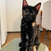 Yavru kedi oreo yuva arıyorr