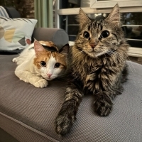 Aşıları Tam ve Çipli: Miya (4 Yaş, Dişi) ve Kito (7 Yaş, Erkek) Yuva Arıyor