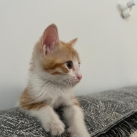 Bihter'e ömürlük yuva arıyoruz