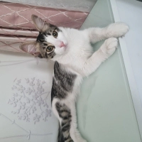 Aşırı oyu..