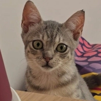 Sokağa Dö..