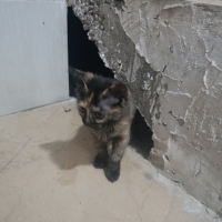 Oyunu çok..