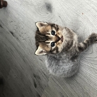 Kedi sahi..