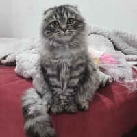 Çok sevim..