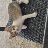 Çok Acil..