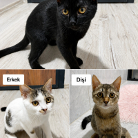3 tatlı k..