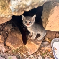Minik kal..