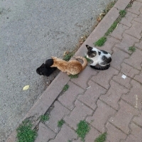 3 tane yavru k...
