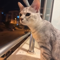 4 aylık o..