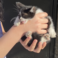 Yavru,insana alışkın,cana yakın kedi