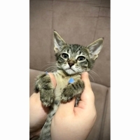 Acil Yuva Tekir(Tabby) Irk Dişi