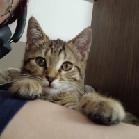 Çok akıllı, sevecen ve çok oyuncu