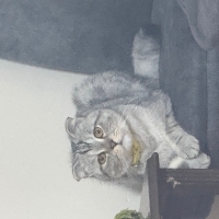 Oyuncu  y..