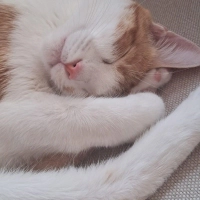 Sakin karakterli Limon ve oyuncu tekir kedi Lokum
