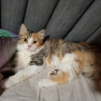 İrem ; 6 aylık, oyuncu, dişi, kısır