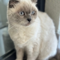 Miyamıza..