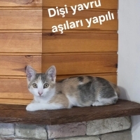 Sevecen K..