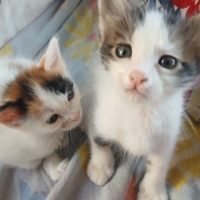 Cana yakı..