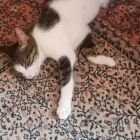 Tekir kedi oyuncu uysal sıcak yuva arıyor
