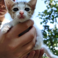 Sevimli Erkek Yavru Kedi Yuva Arıyor (3 Kardeşi Daha Var!)