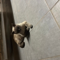 Sokağa bı..