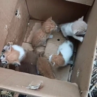 5 tane yavru kedi,kendilerine yuva arıyorlar