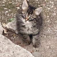 bu mini m..