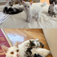 yavruları..
