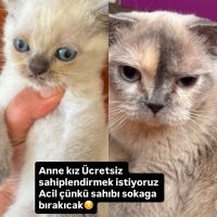 Anne ve b..