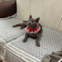 Şimal; Korat kedisi, dişi, kısır, oyuncu